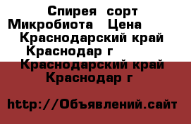 Спирея  сорт Микробиота › Цена ­ 200 - Краснодарский край, Краснодар г.  »    . Краснодарский край,Краснодар г.